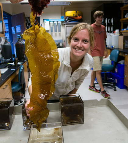 Smith Lab oceanography students are running experiments on the effects of ocean acidification on California seaweed species (Credit: Scripps Institution of Oceanography)