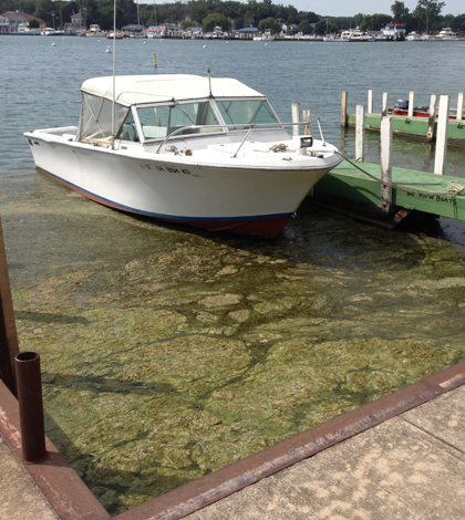 Algae among the docks near Ohio State University's Stone Lab on Lake Erie (Credit: Daniel Kelly)