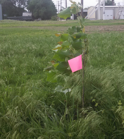 A cottonwood tree planted by Kansas State University students at the Sylvan Grove site. (Credit: KSU)