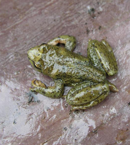 Adult male Rocky Mountain tailed frog (Credit: Stephen Corn/USGS)