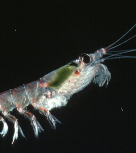 Antarctic krill (Credit: British Antarctic Survey)