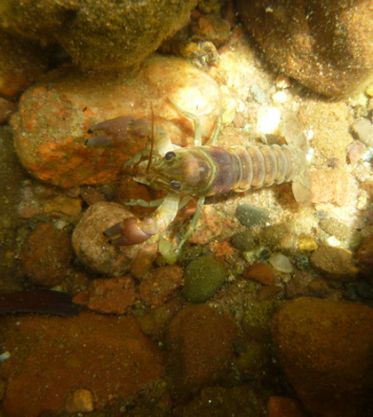 Rusty crayfish (Credit: Lindsey Sargent)