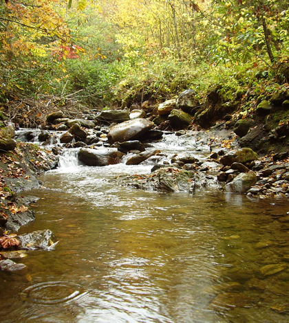 A stream in the Allen's Creek Watershed
