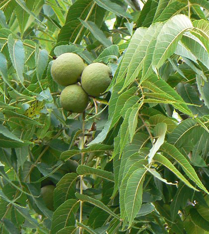 Black Walnut leaves and nuts (Source: Wikimedia Commons)