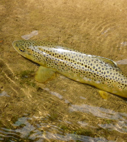 Brown trout (Credit: Steve motzkus, via Wikimedia Commons)