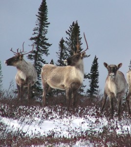 A herd of Caribou near James Bay, Canada (Credit: peupleloup, via Flickr)