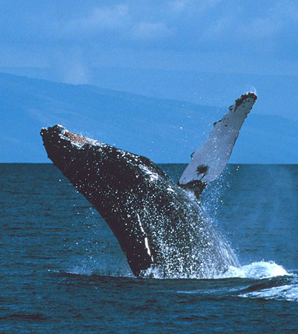 Humpback whale (Credit: NOAA, via Wikimedia Commons)