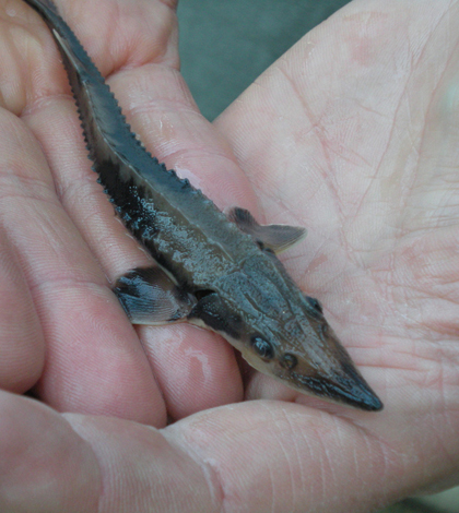 Juvenile lake sturgeon (Credit: U.S. Fish and Wildlife Service Midwest Region, via Flickr)