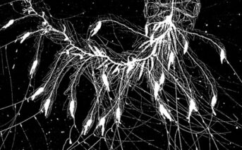 Plankton Portal enlists public to classify thousands of zooplankton images