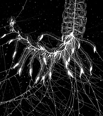 A zooplankton species image captured by the ISIIS of the coast of Southern California (Credit: Bob Cowen / University of Miami & Oregon State University)