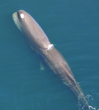 Sperm whale (Credit: NOAA, via Wikimedia Commons)