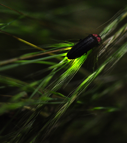 A firefly bioluminescing (Credit: yellow_bird_woodstock, via Flickr)