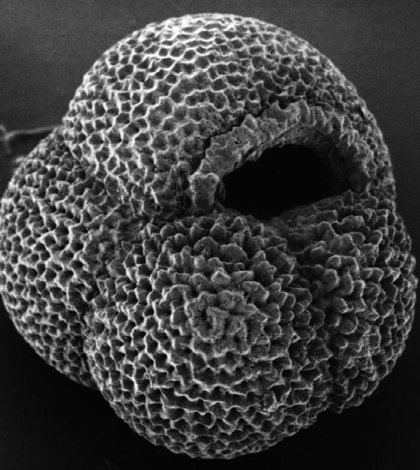 Electron microscope image of planktonic foraminifera (Credit: Hannes Grobe, via Wikimedia Commons)