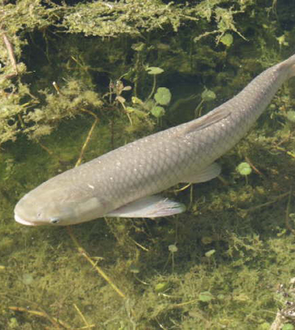 Grass carp (Credit: USGS)
