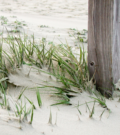Beach sand on Isle of Palms (Credit: Gary Dicer, via Flickr)