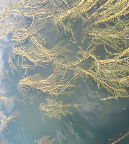 Eurasian water milfoil (Credit: USFWS - Pacific Region, via Flickr)