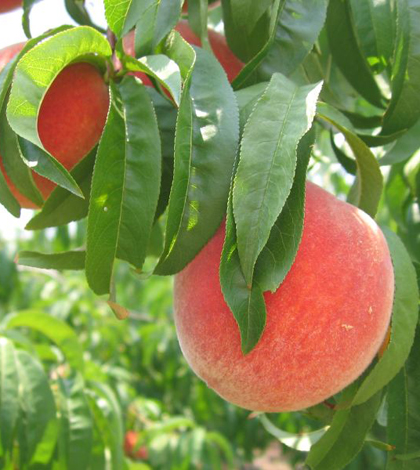 Scientists predict that climate change could cut peach crop yields in the Southeast (Credit: Chris Fannin, via Flickr)