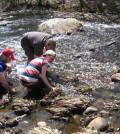 Students investigate sediment in the Little River near the Westfield campus (Credit: Tarin Weiss)