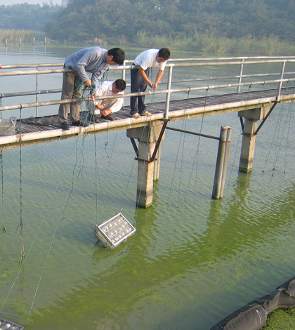 Sampling algae in China's Lake Taihu (Credit: UNC Institute of Marine Sciences)