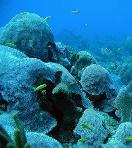 Rising ocean acidity threatens coral's ability to form their skeletons (Credit: NOAA's National Ocean Service, via Flickr)