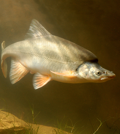 Humpback chub (Credit: Arizona Game and Fish Department)