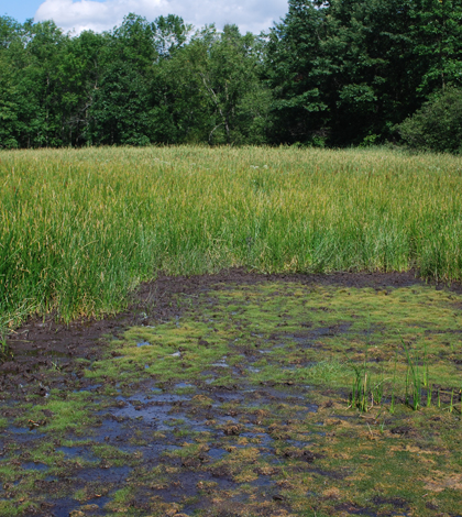 An inland salt marsh near Maple River, Michigan. The grass, S. americanus, is threatened in the state. (Credit: Tony Eallonardo)