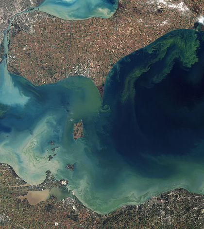 Algal blooms in Lake Erie's Western Basin in 2011 (Credit: NASA, via Wikimedia Commons)