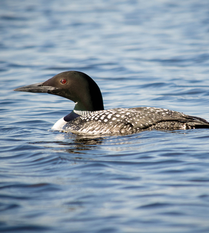 Loon in Wisconsin (Credit: Kelly Sikkema, via Flickr)