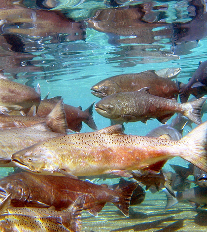 Chinook salmon (Credit: Pacific Northwest National Laboratory)