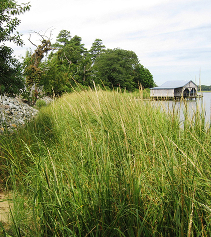 The restored shoreline near the Indian River Power Plant (Credit: Cardno ENTRIX)