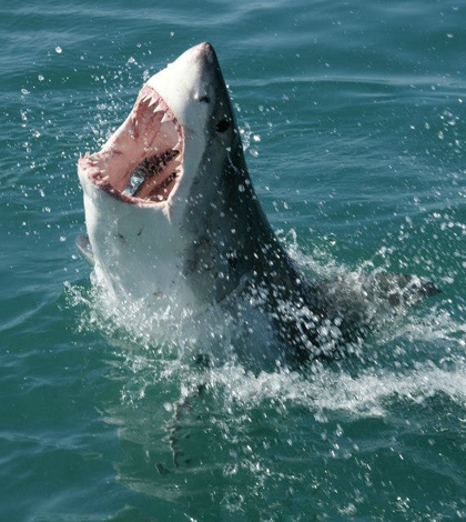 Great white shark (Credit: Travelbag Ltd, via Flickr)
