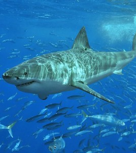 Great white shark (Credit: Terry Gross, via Wikimedia Commons)