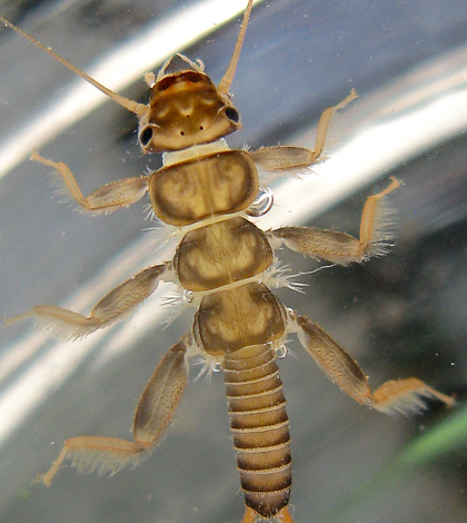 Stonefly nymph (Credit: Dave Huth, via Flickr)