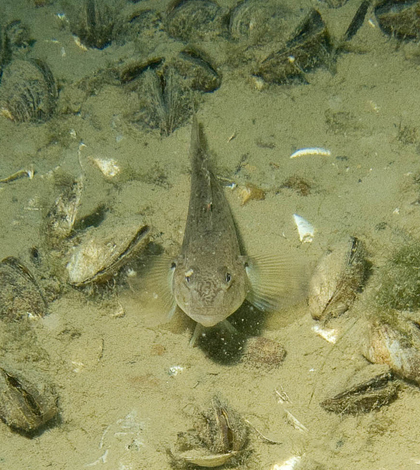Round goby swimming near zebra mussels (Credit: Joi Ito, via Flickr)