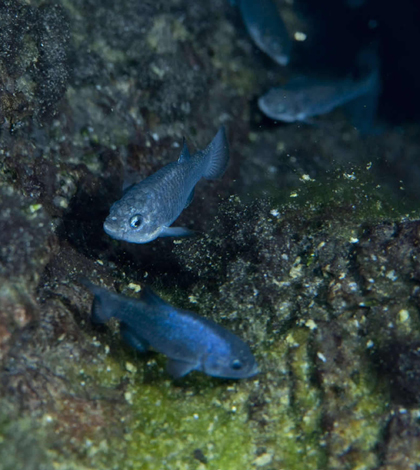 Devils Hole pupfish (Credit: Olin Feuerbacher)