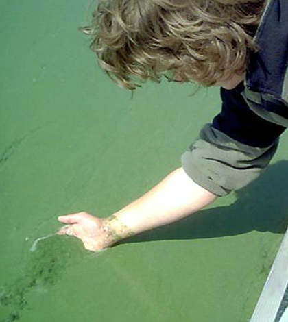 An algal bloom in 2004 turned Ford Lake green (Credit: John Lehman)