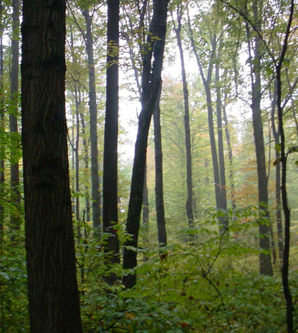 Ginn Woods is among the largest stands of old growth forest in Indiana (Credit: John Taylor)