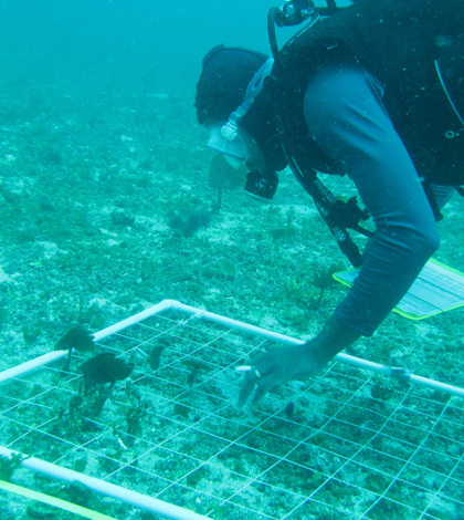 A diver conducts a sampling transect (Credit: NOAA)