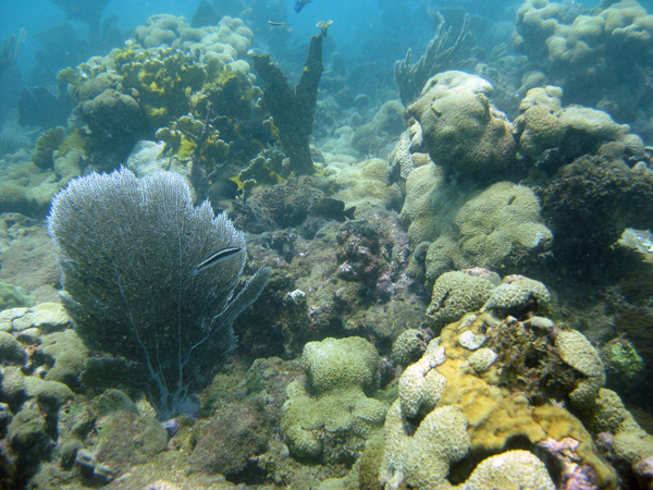 Coral reef near Guanica Bay (Credit: NOAA)