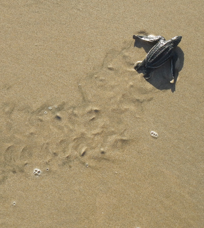 Hatchling leatherback crawling from nest to sea (Credit: Nathan Robinson)
