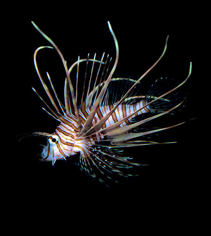 Lionfish (Credit: Brian Gratwicke, via Wikimedia Commons)