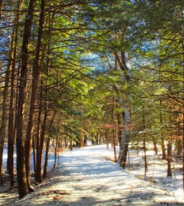 Nescopeck State Park, near where the camp takes place (Credit: Nicholas_T, via Flickr)