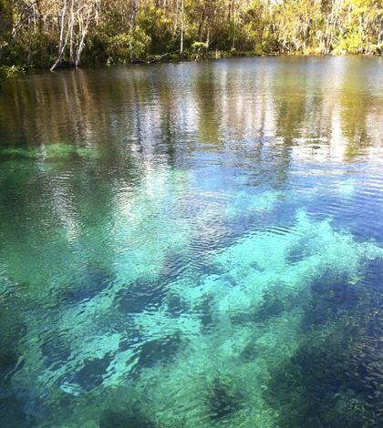 The crystal-clear water of the Silver River (Credit: John Hare)