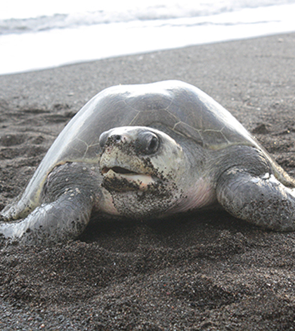 Leatherback sea turtle (Credit: Lauren Cruz)