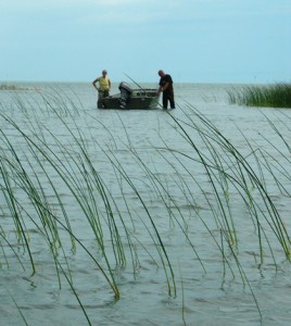 A sampling crew progresses along a Great Lakes coastal wetland (Credit: Matthew Cooper)