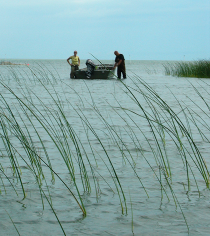 A sampling crew progresses along a Great Lakes coastal wetland (Credit: Matthew Cooper)