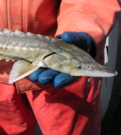 A juvenile green sturgeon (Credit: California Department of Water Resources)