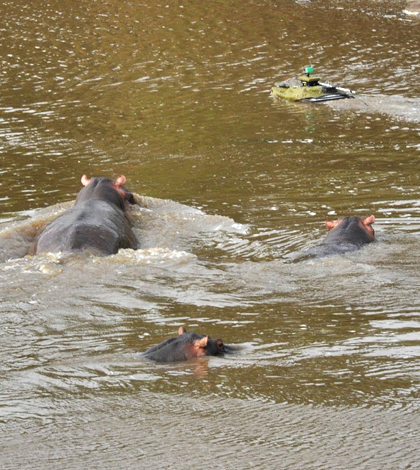 A hippo gives chase to a Platypus boat on the Mara River (Credit: Paul Scerri)