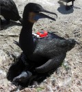 Nesting Brant's cormorant fitted with sensor tags to measure water conductivity, temperature, pressure (depth), and GPS location. Waterbird research was conducted under an Animal Care and Use Protocol approved by the Oregon State University Institutional Animal Care and Use Committee.  (Photo credit:  Anna Laws)