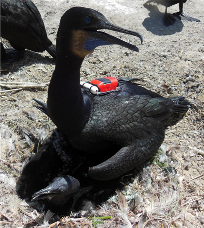 Nesting Brant's cormorant fitted with sensor tags to measure water conductivity, temperature, pressure (depth), and GPS location. Waterbird research was conducted under an Animal Care and Use Protocol approved by the Oregon State University Institutional Animal Care and Use Committee.  (Photo credit:  Anna Laws)